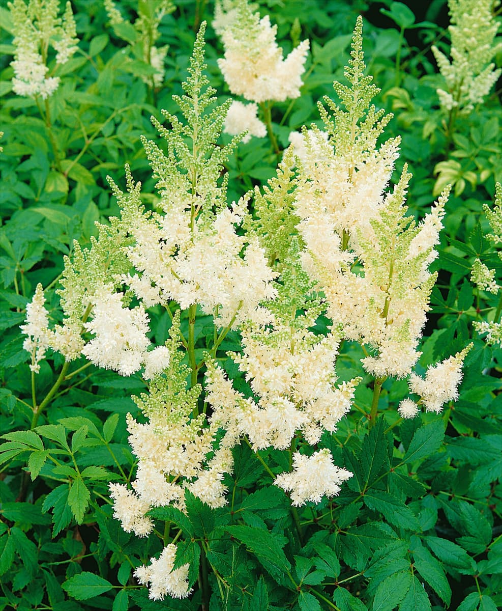 Astilbe x arendsii 'Weiße Gloria' Arends Garten-Prachtspiere 'Weiße Gloria'