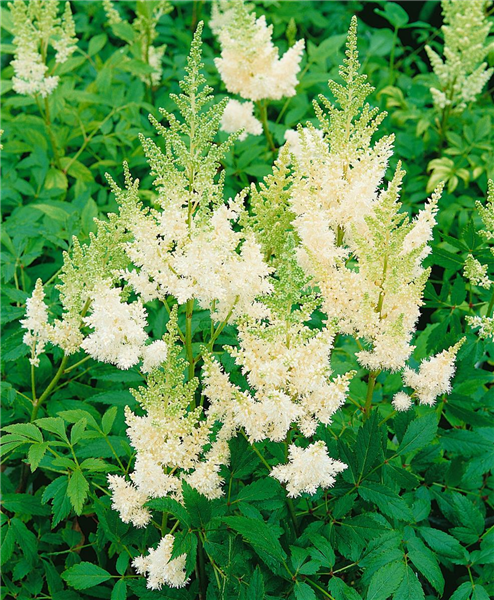 Astilbe x arendsii 'Weiße Gloria'