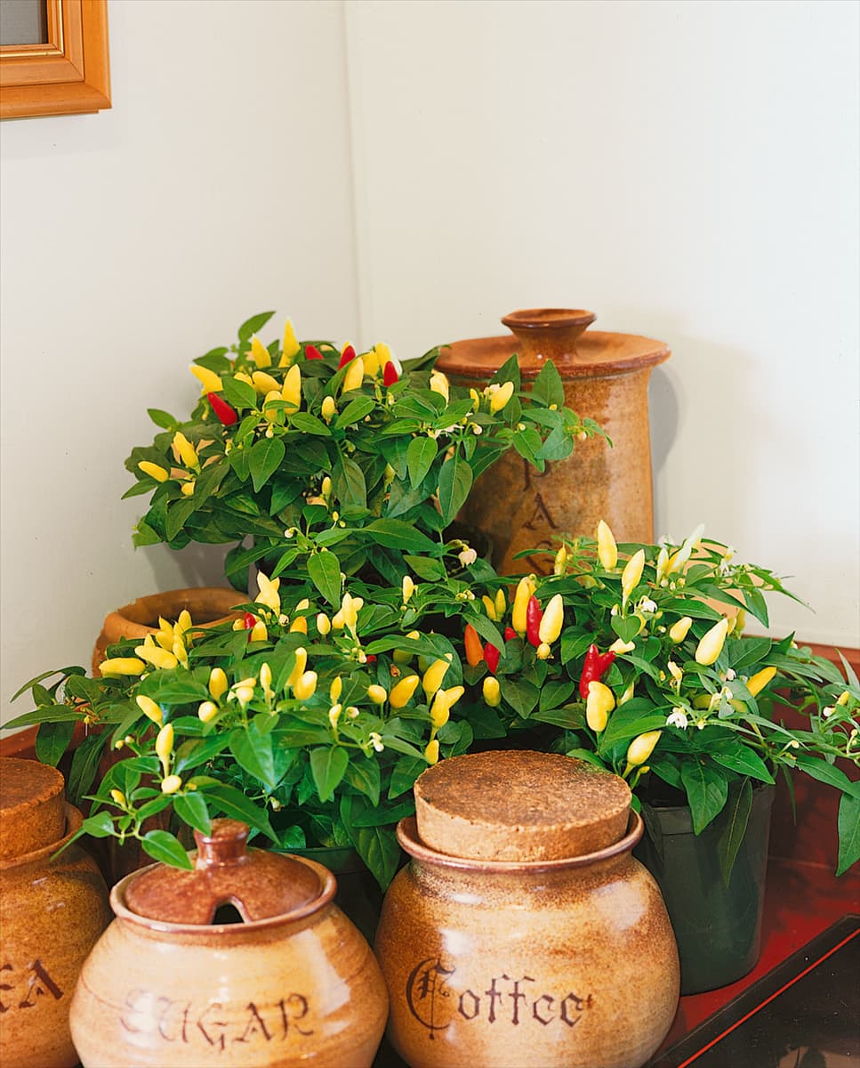 Capsicum annuum