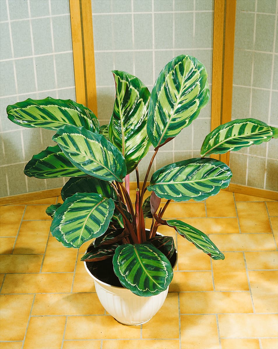 CALATHEA MAKOYANA