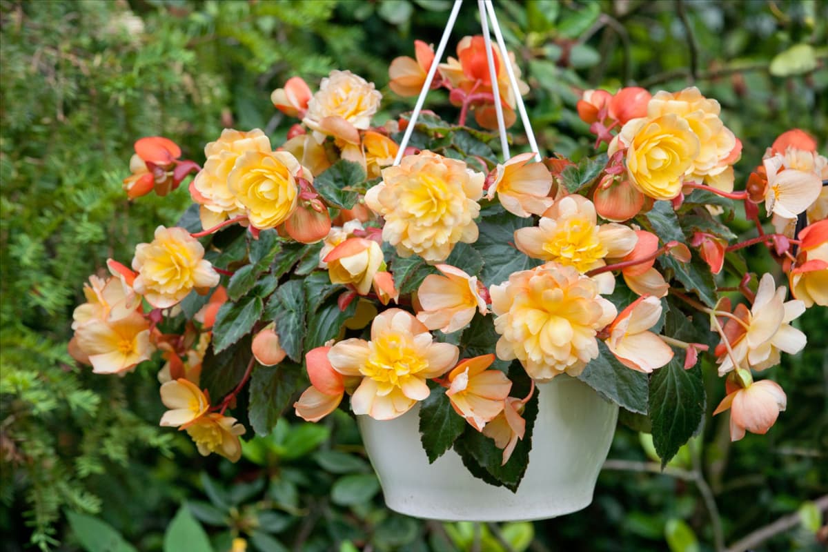 Blumenampel mit Begonia x tuberhybrida