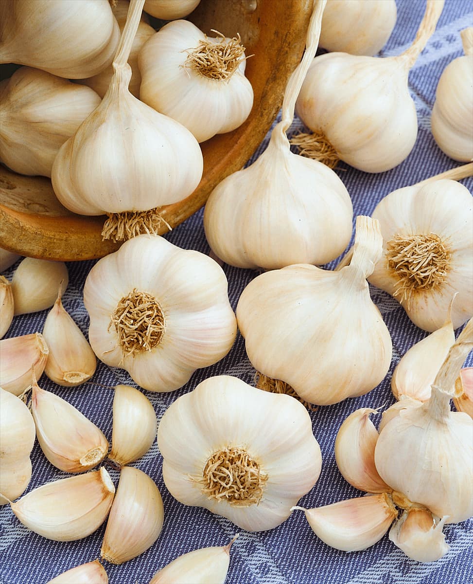 Knoblauch / Allium sativum var. sativum