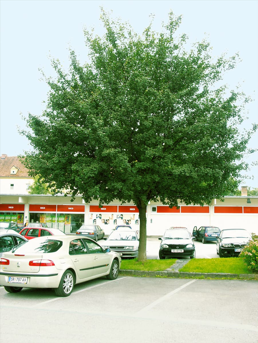 Acer campestre Elsrijk