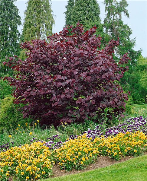 Cercis canadensis 'Forest Pansy'