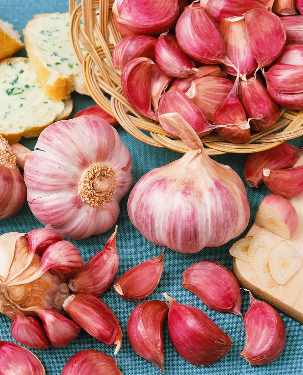 Knoblauch / Allium sativum var. sativum Rose de Lautrec