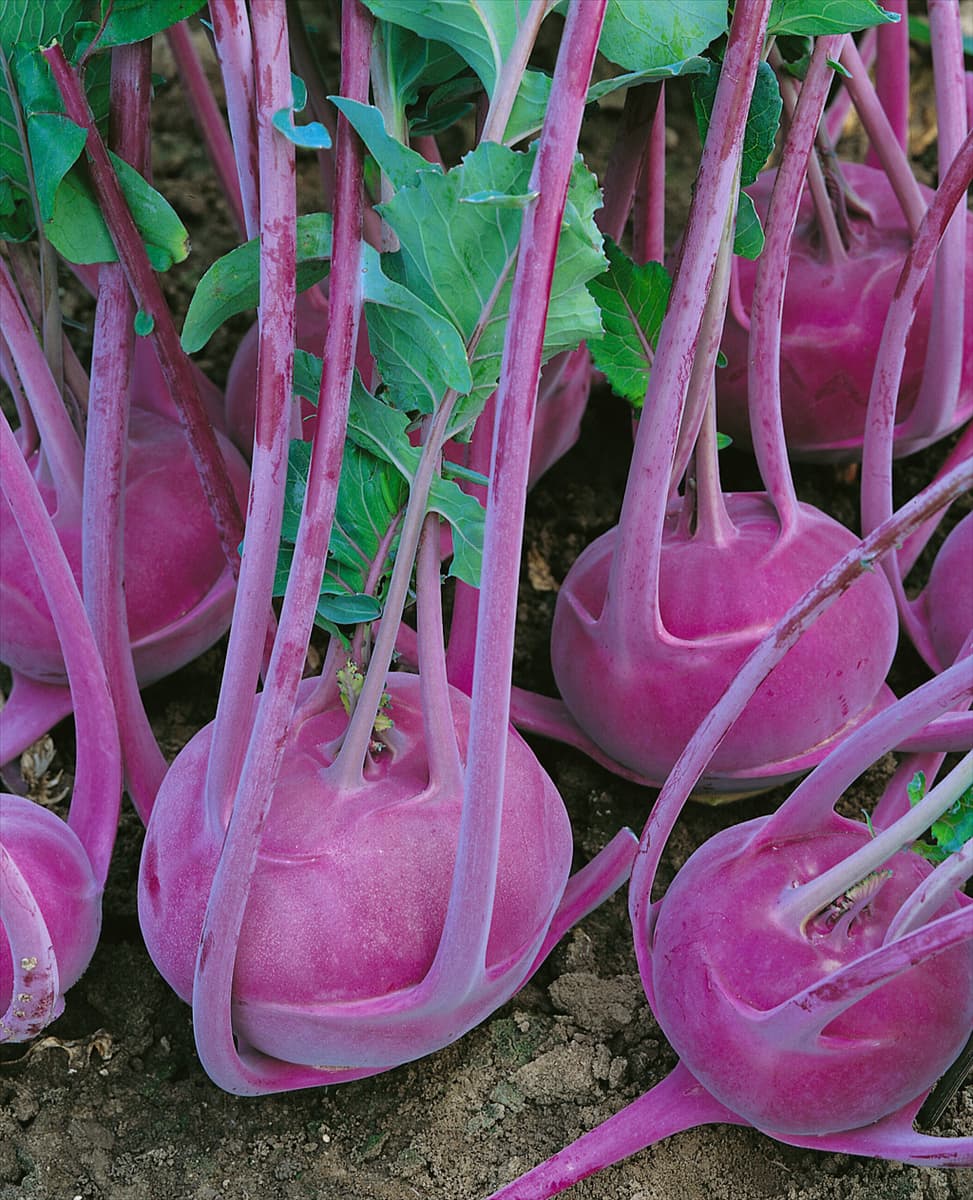 Brassica oleracea var. gongylodes Delikatess Blauer
