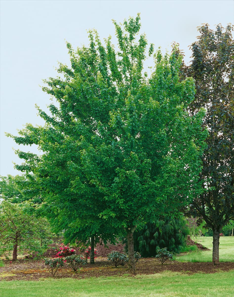 ACER CAMPESTRE QUEEN ELIZABETH