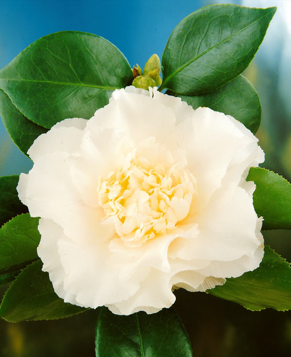 CAMELLIA ELEGANS CHAMPAGNE