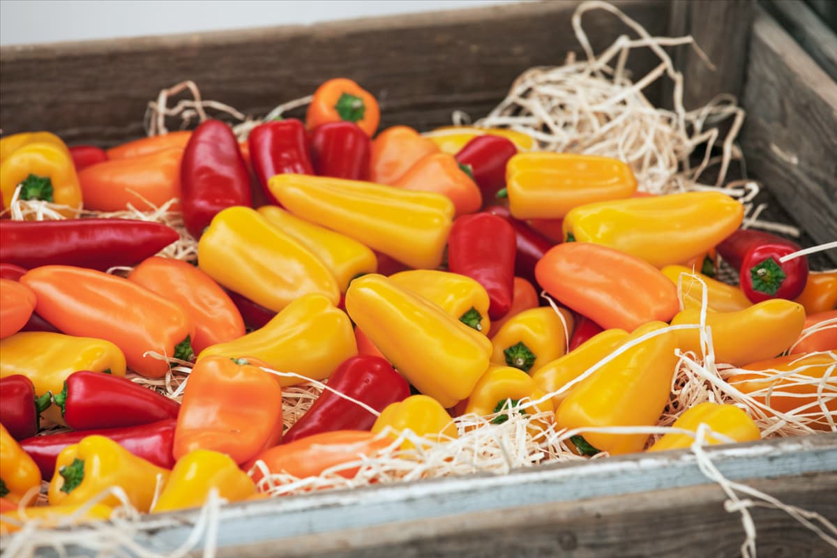 Capsicum annuum Lubega ® Mini