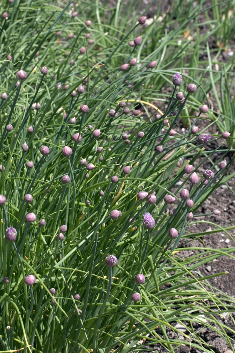 Allium schoenoprasum var. schoenoprasum Miro