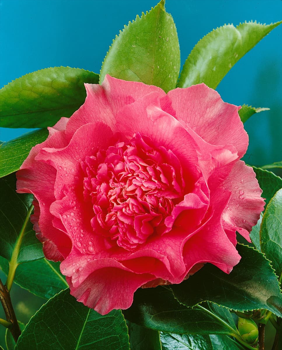 CAMELLIA ELEGANS SUPREME