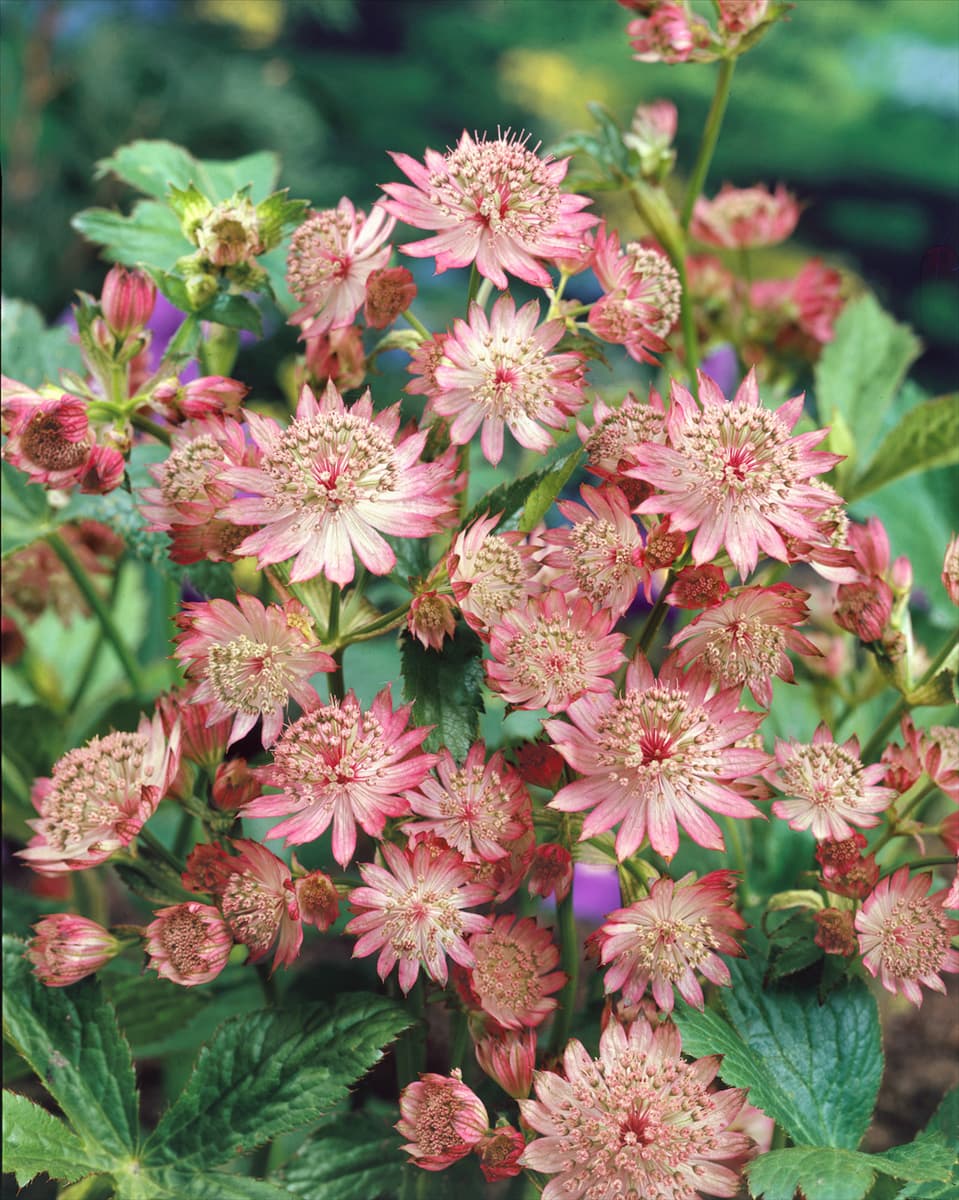 ASTRANTIA MAJOR