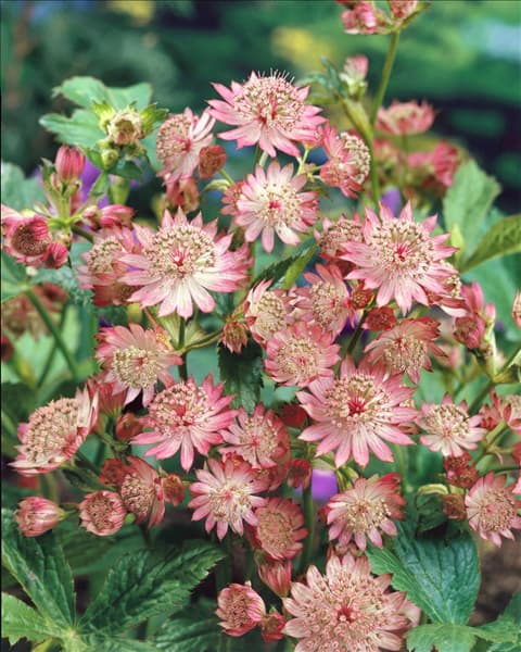 Astrantia major 'Bloody Mary'