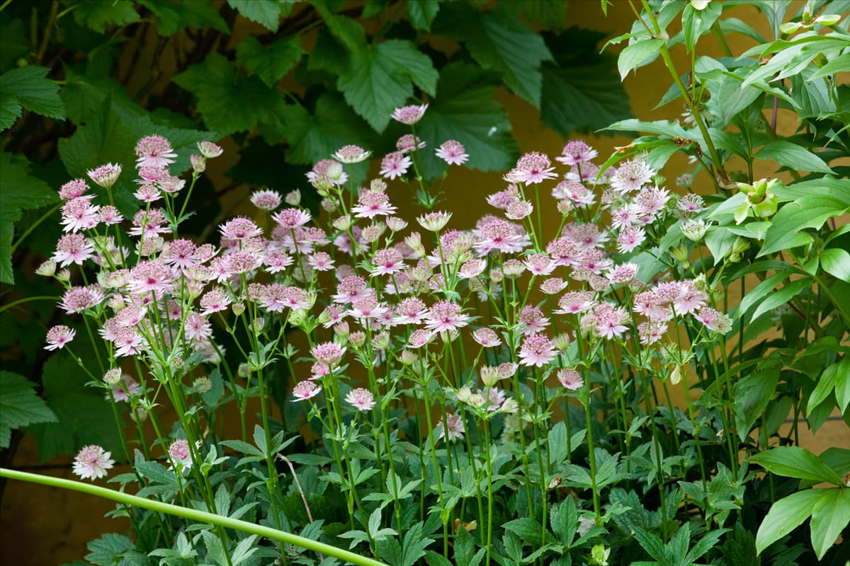 Astrantia major