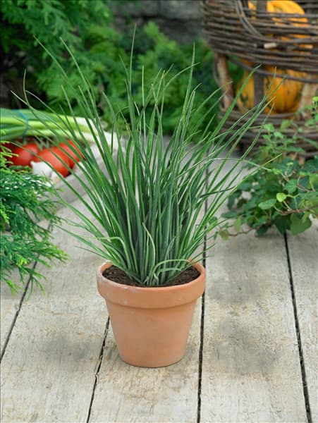 Allium schoenoprasum 'Staro'