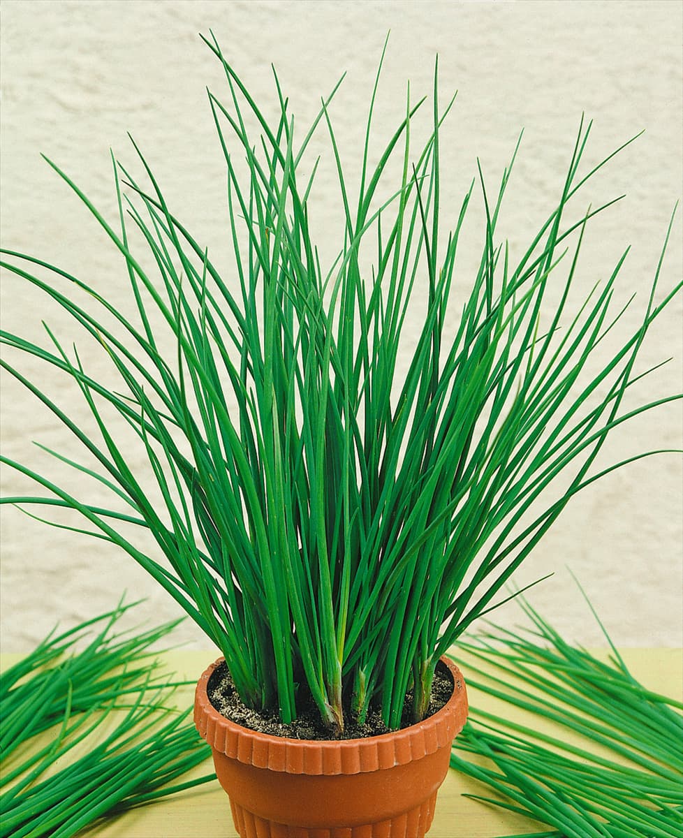 Allium schoenoprasum
