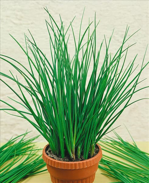 Allium schoenoprasum 'Twiggy'