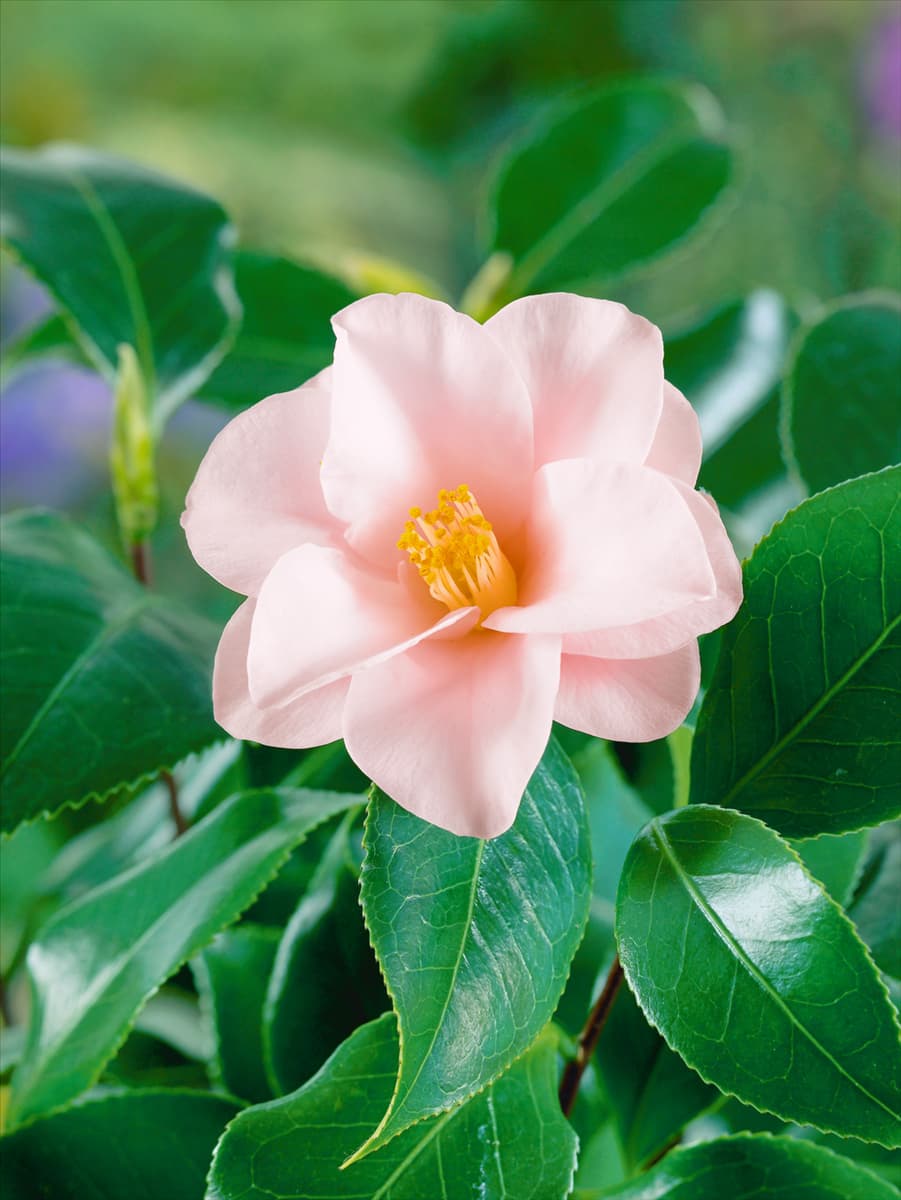 Camellia japonica Hagoroma