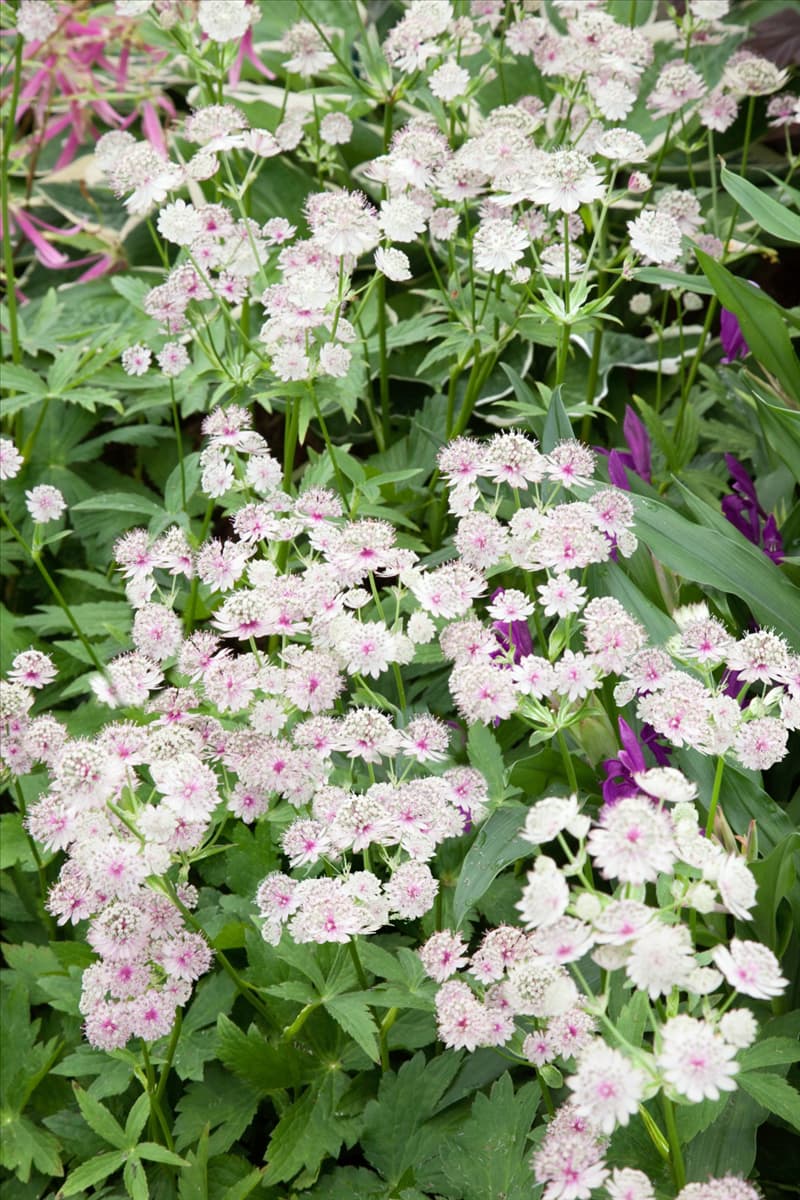 Astrantia major
