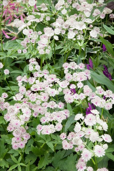 Astrantia major 'Avondale'