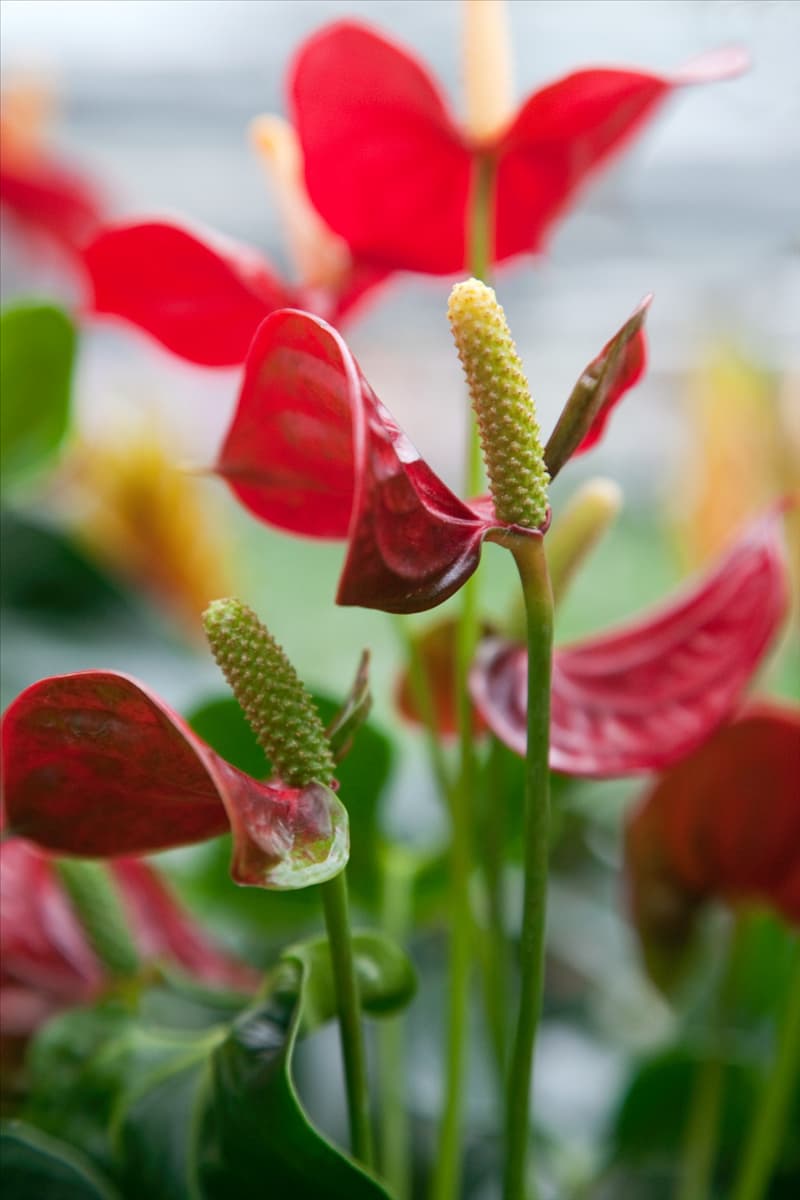 Anthurium andreanum