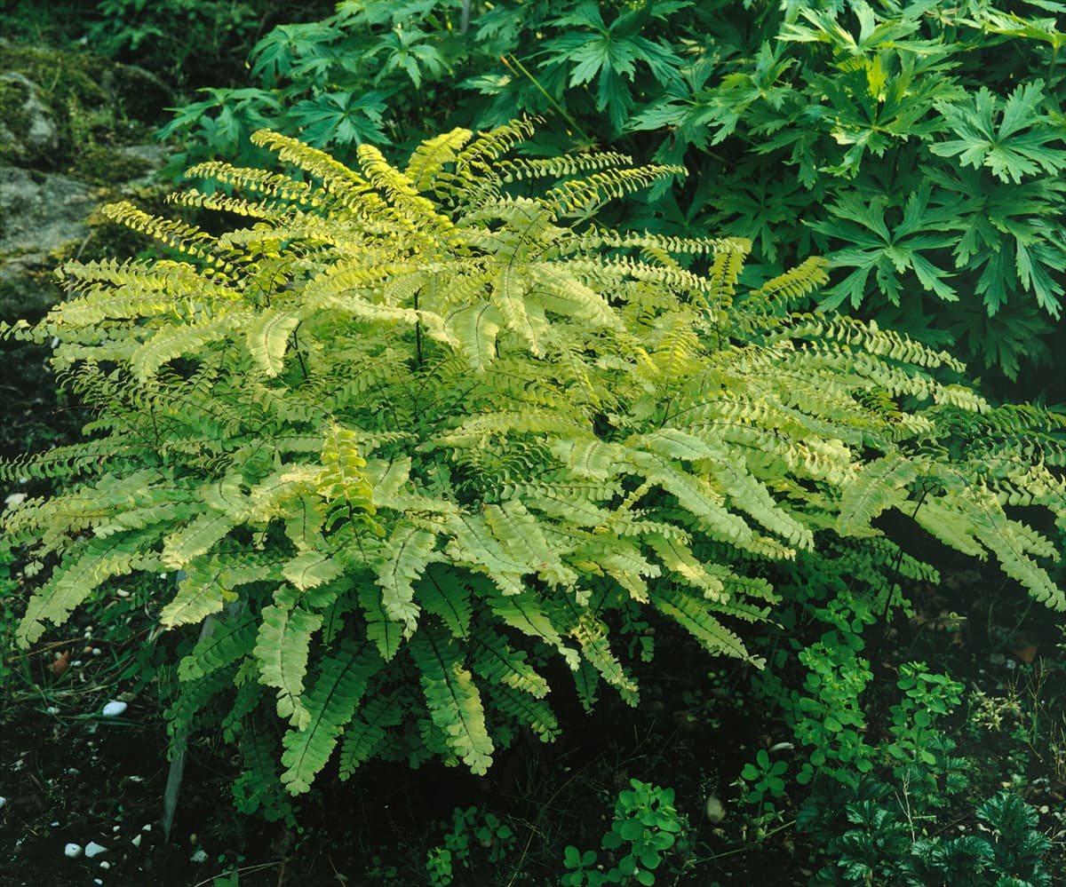 ADIANTUM PEDATUM