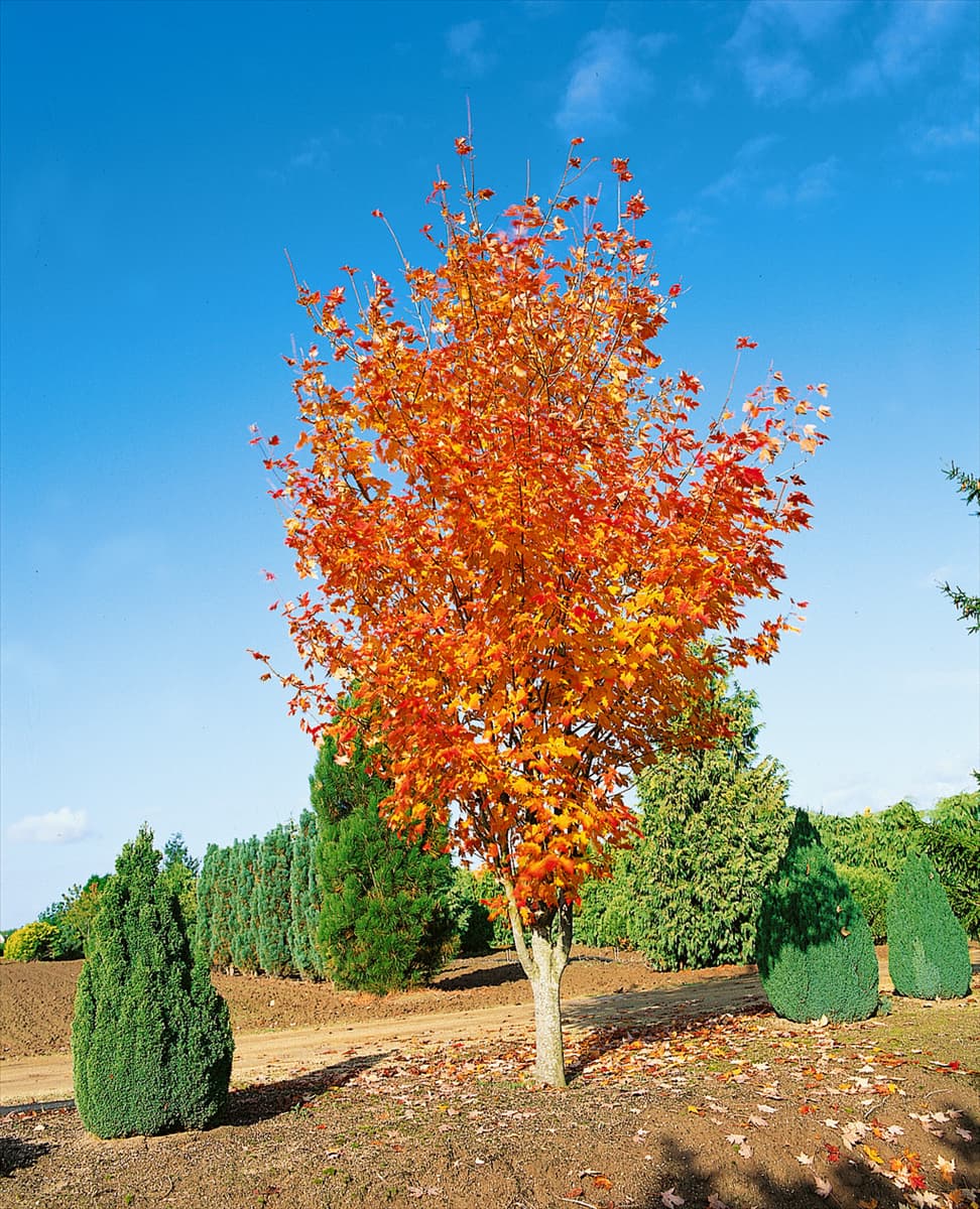 ACER rubrum Scarlet Sentinel