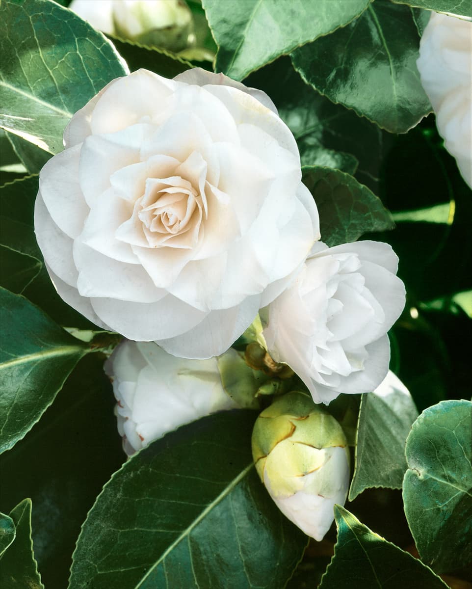 Camellia japonica Coed