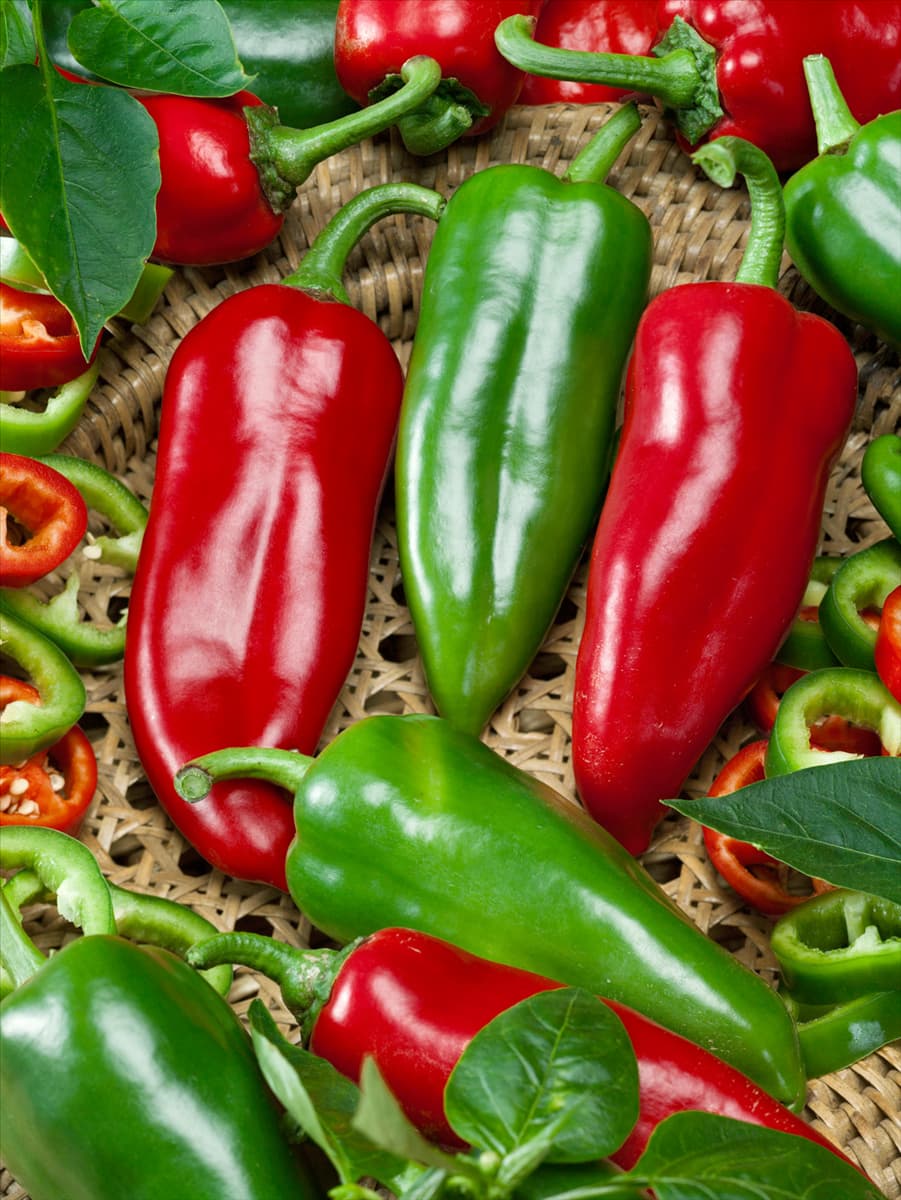 Capsicum annuum Orias
