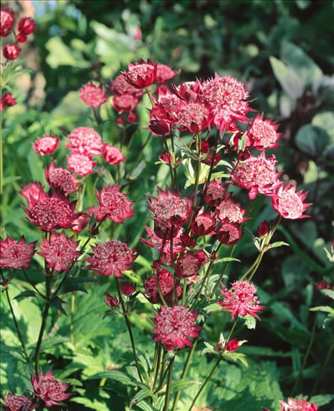 Astrantia major 'Dark Shiny Eyes'®