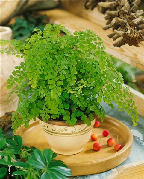 Adiantum raddianum