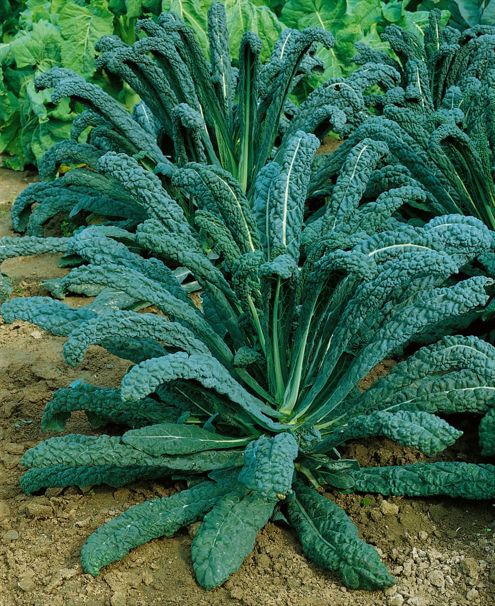 Brassica oleracea var. sabellica Nero di Toscane