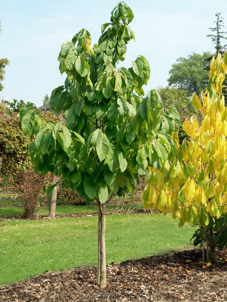 Asimina triloba Davis