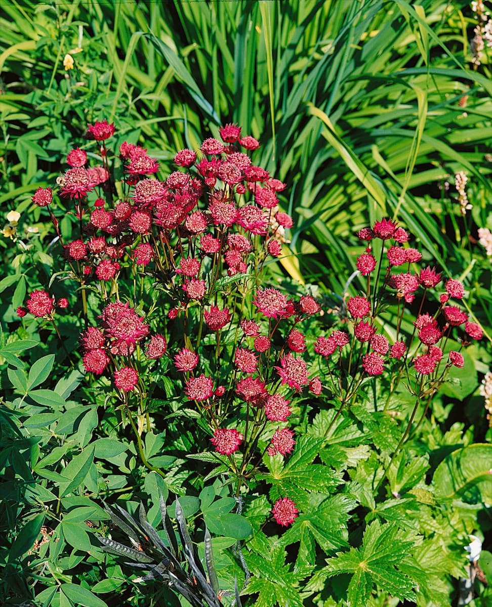 ASTRANTIA MAJOR RUBY WEDDING