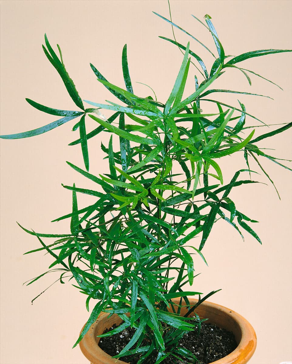 Asparagus falcatus