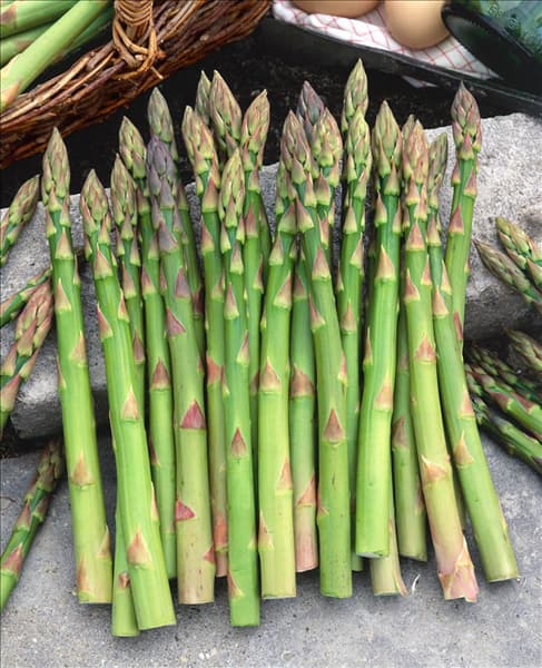 Asparagus officinalis 'Grüner Landspargel'