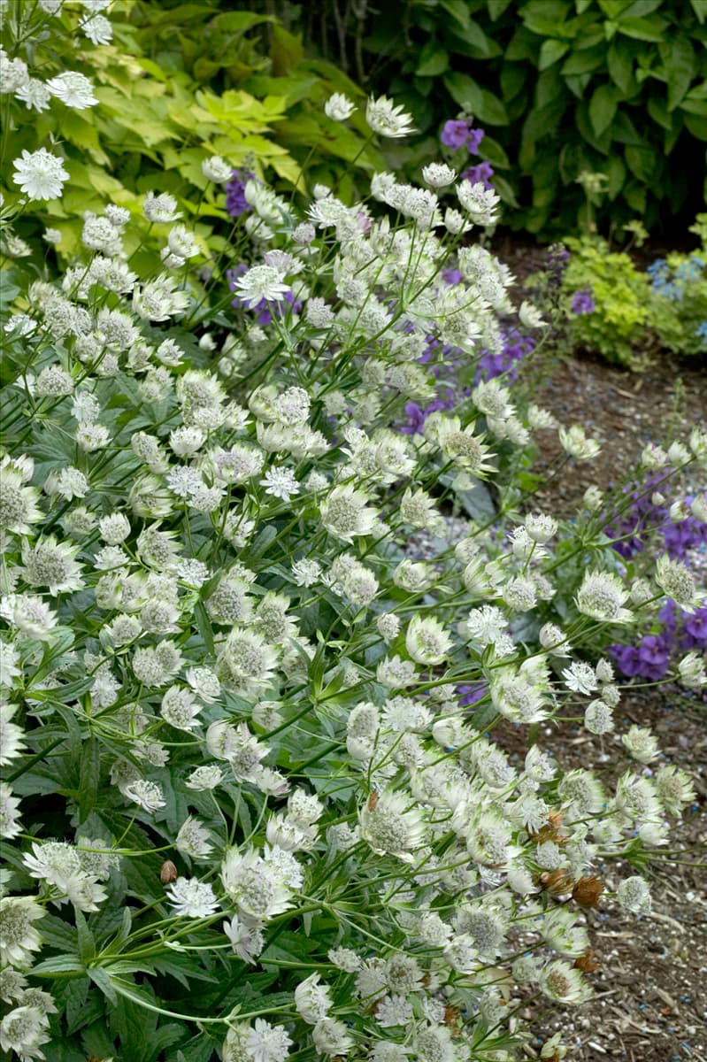 Astrantia major Magnum Blush