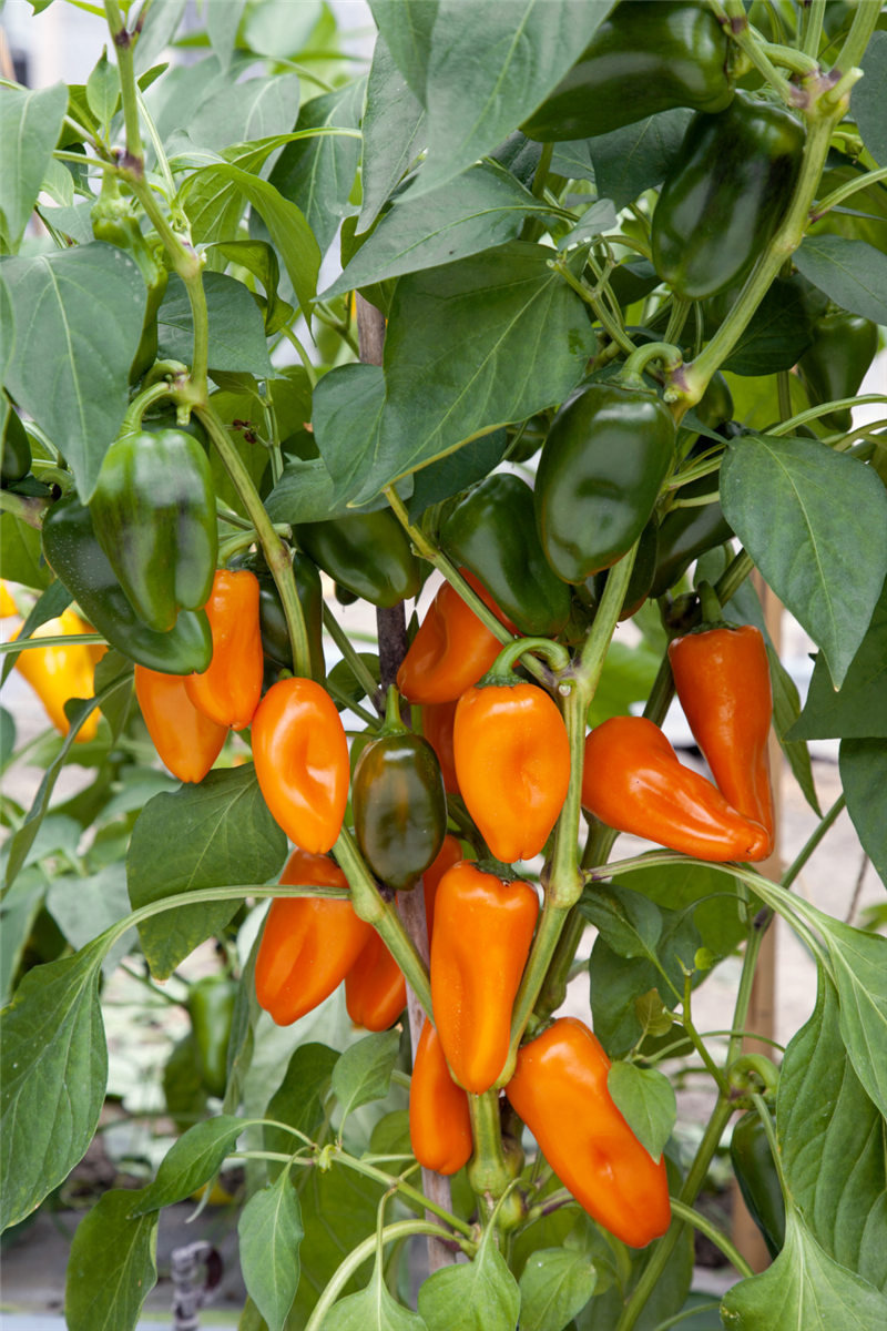 Capsicum Snackbites Mischung F1 Hybrid
