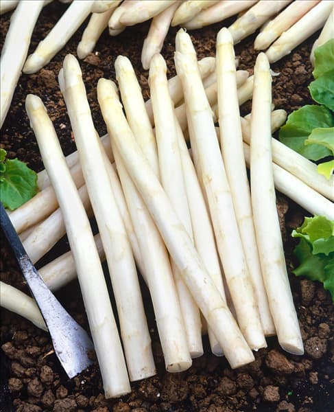 Asparagus officinalis 'Gijnlim'