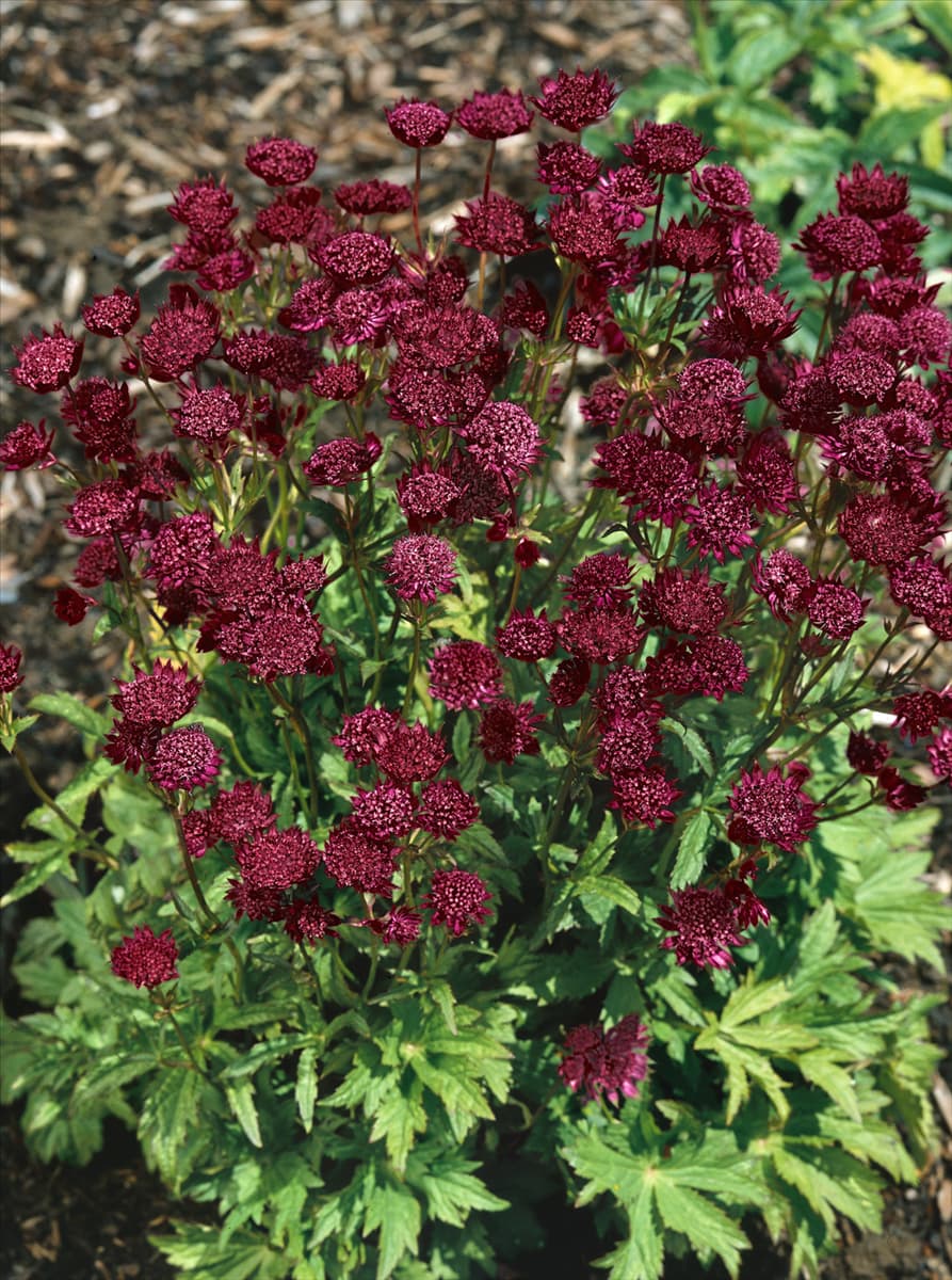 Astrantia major Venice ®