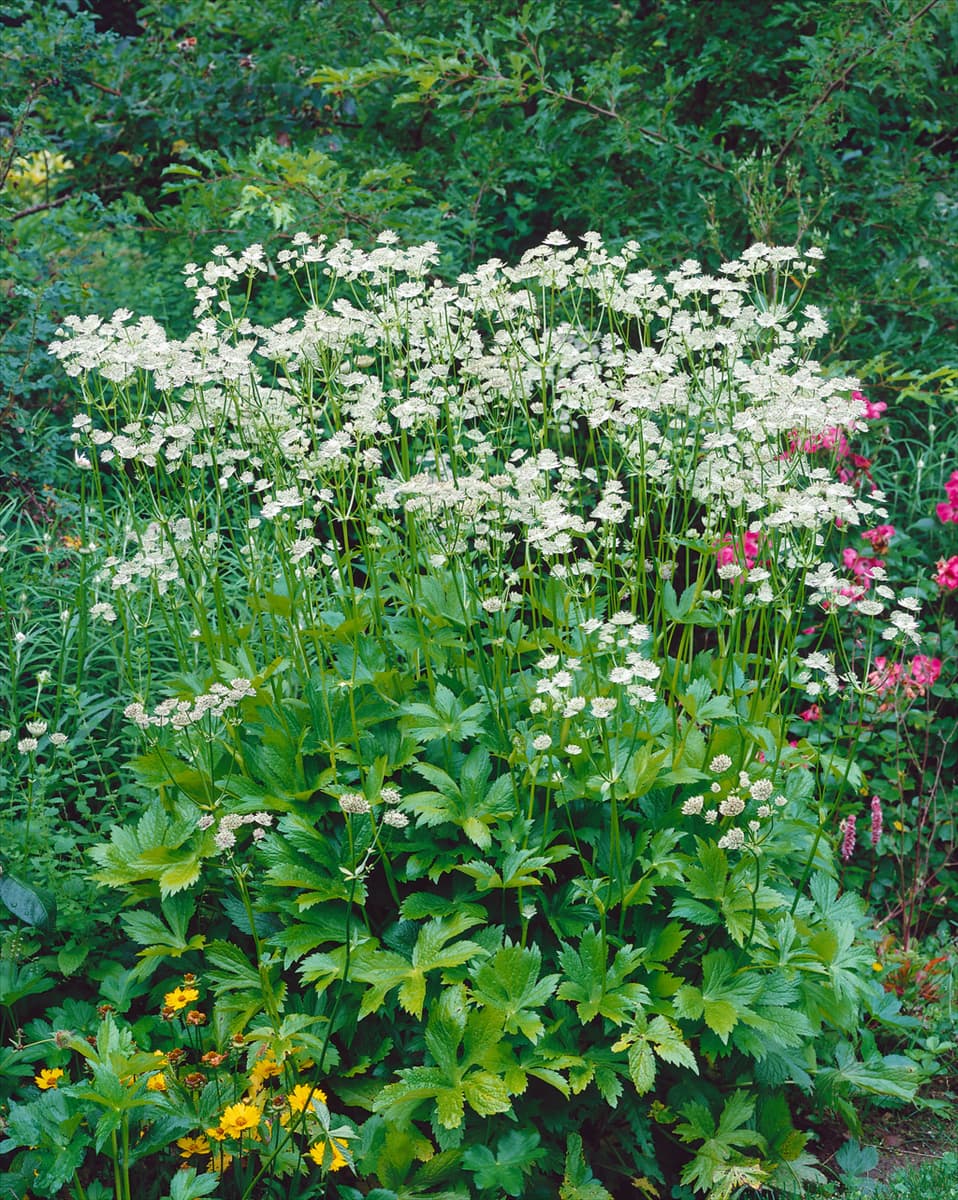 Astrantia major