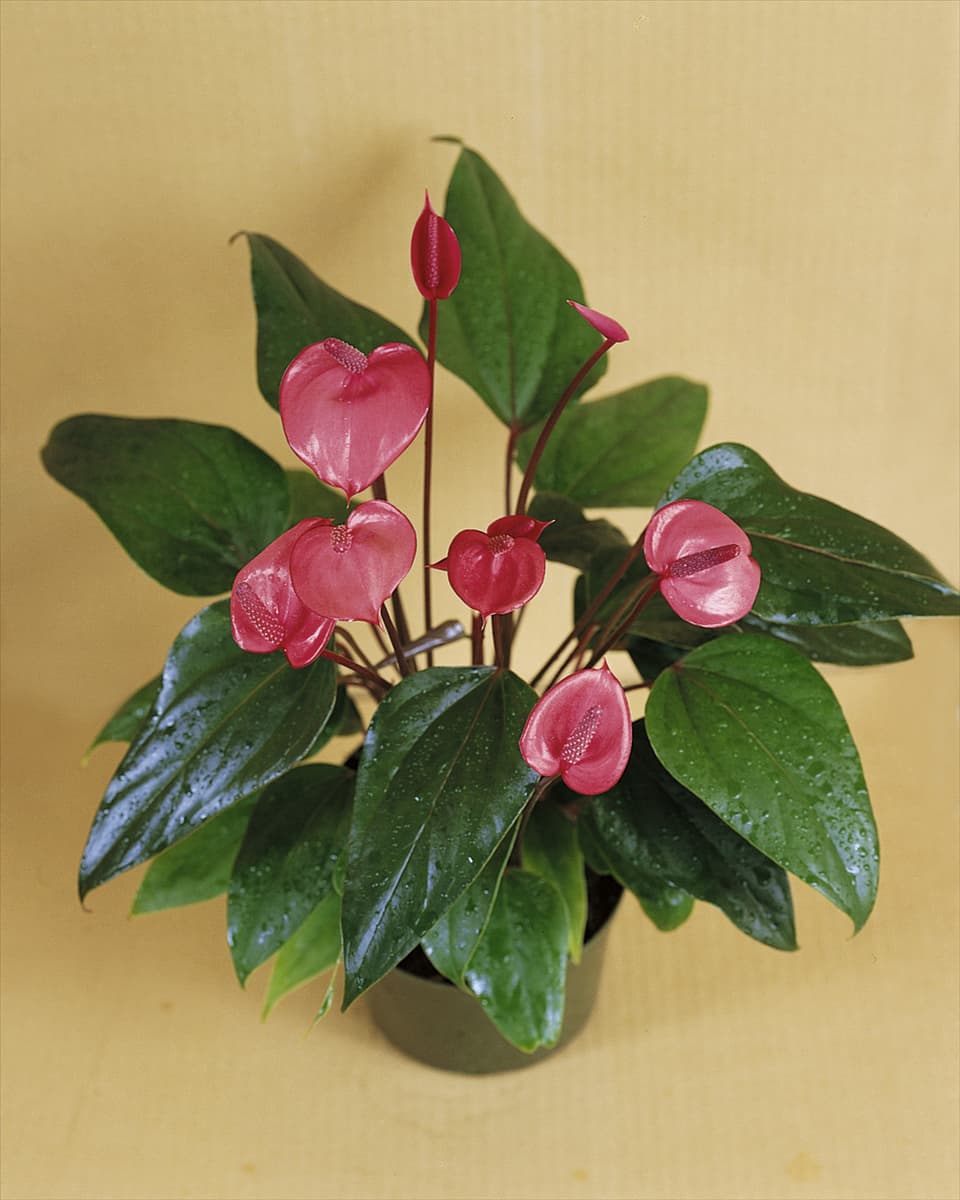 ANTHURIUM ANDREANUM BLUSH