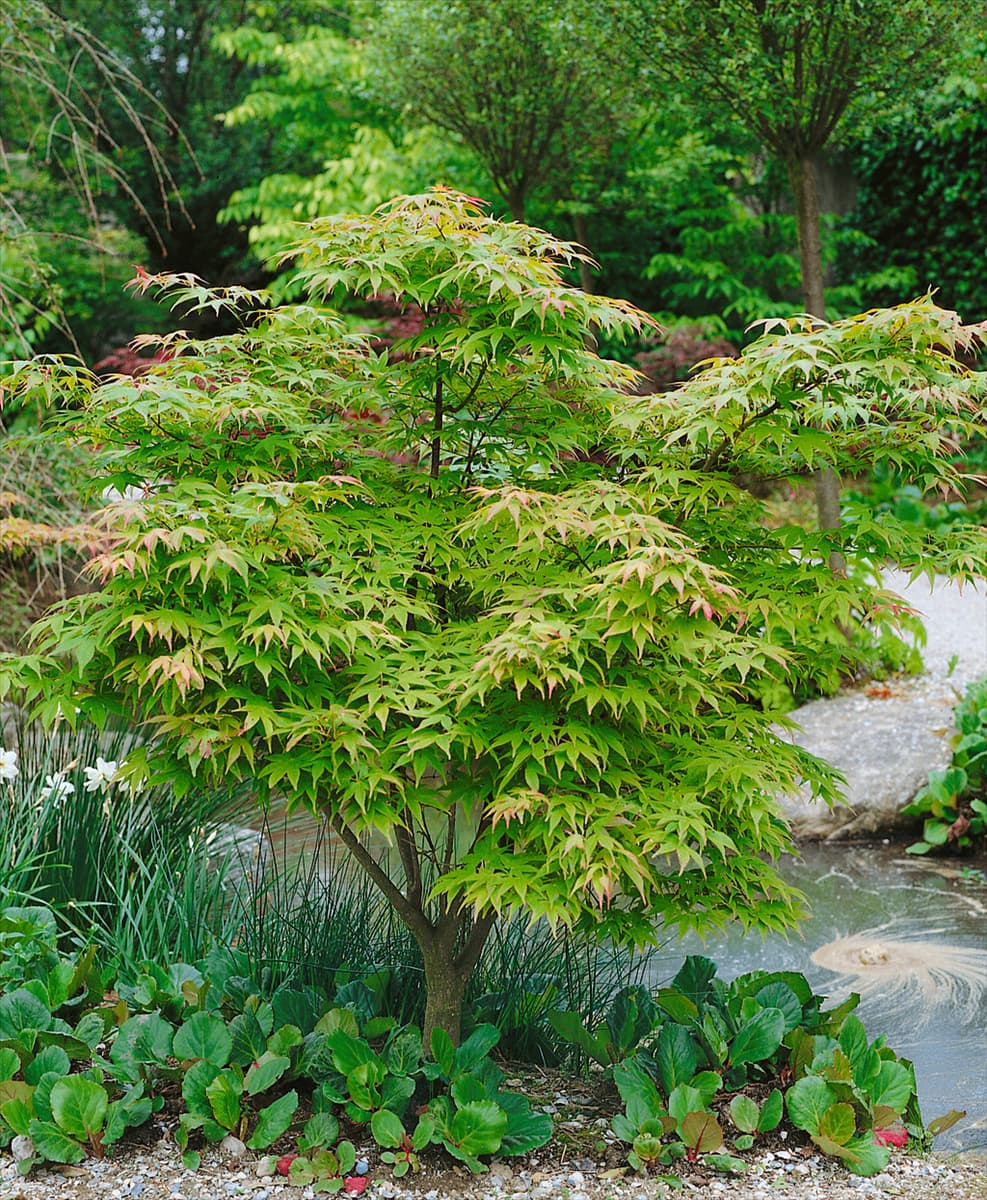 Acer palmatum Aome-no-uchi-shidare