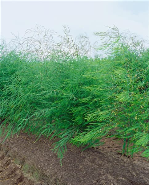 Asparagus officinalis 'Selma F1'