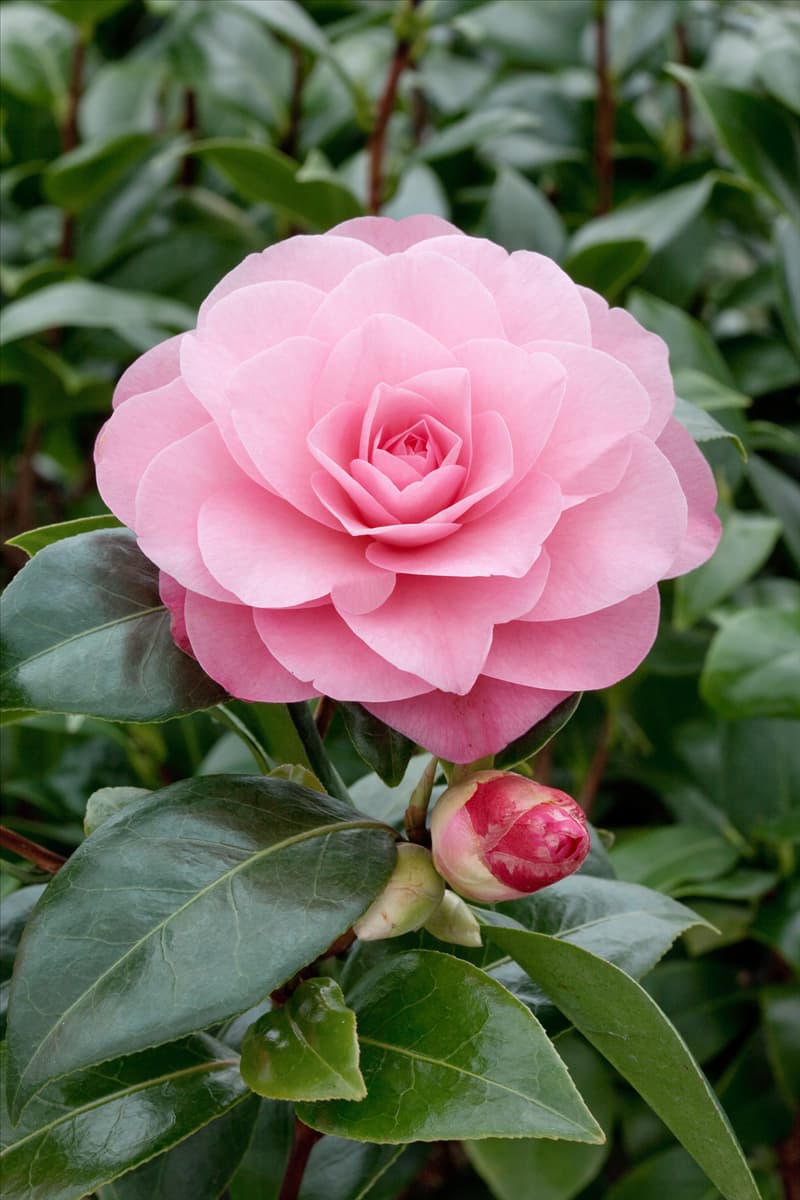 Camellia x williamsii Water Lily