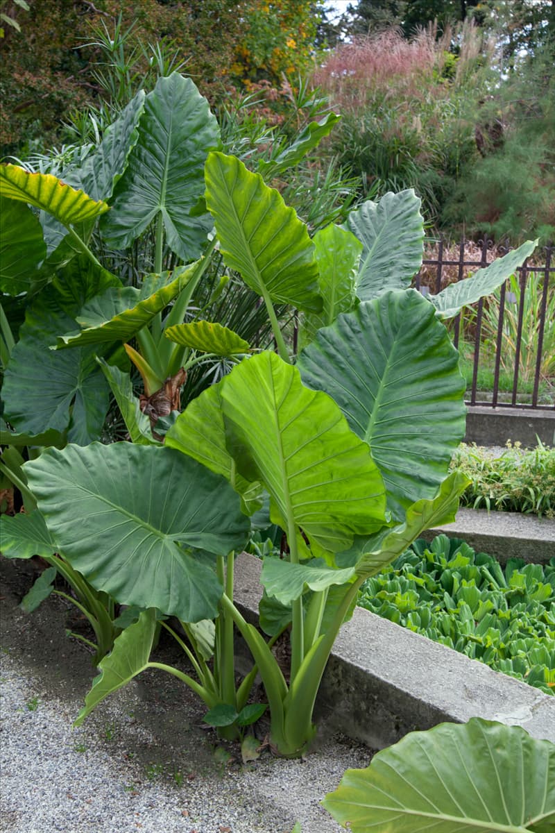 Alocasia macrorrhiza