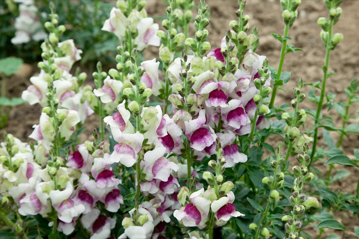 Antirrhinum majus