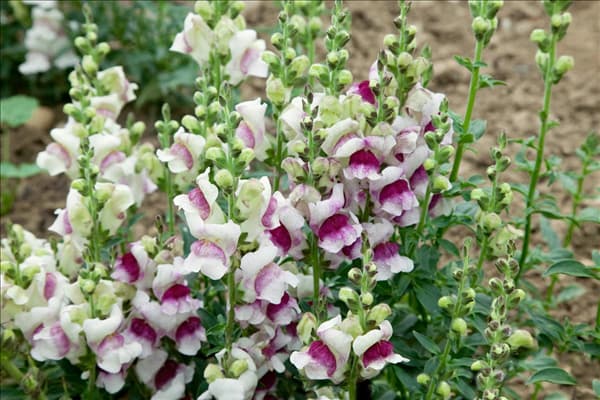 Antirrhinum majus 'Lucky Lips'