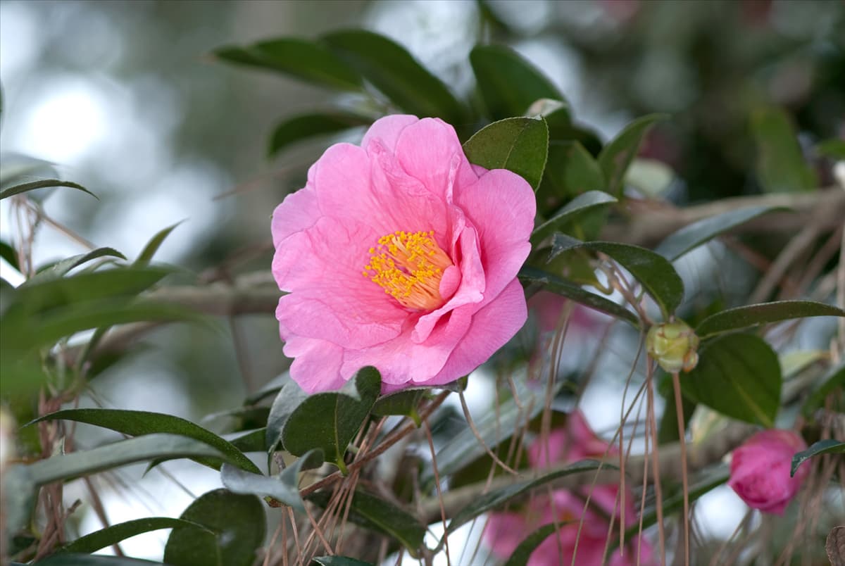 Camellia japonica Elegant Beauty