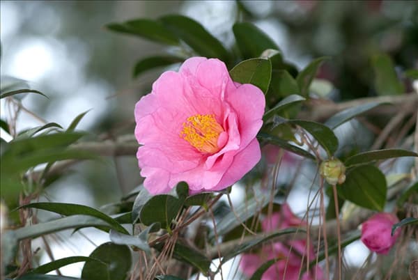 Camellia x williamsii 'Elegant Beauty'